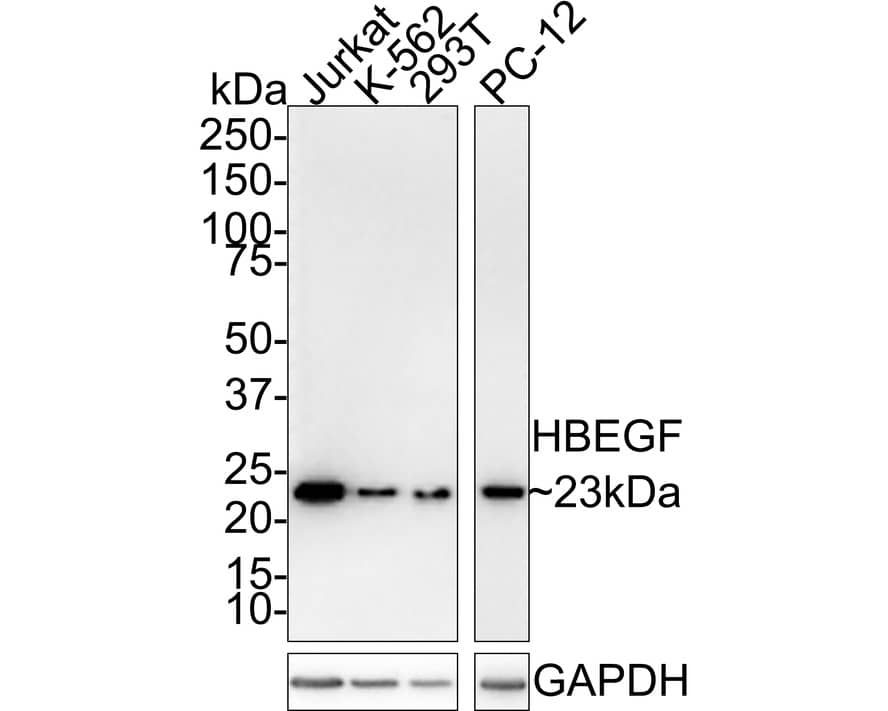 HB-EGF Antibody (JE34-79)