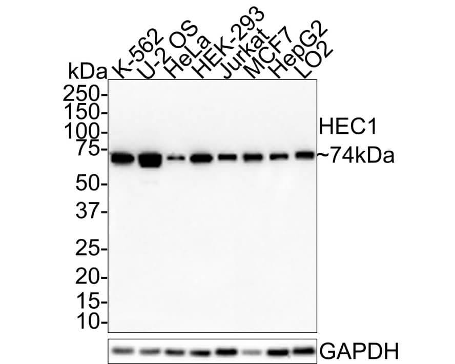 NDC80 Antibody (JE31-10)