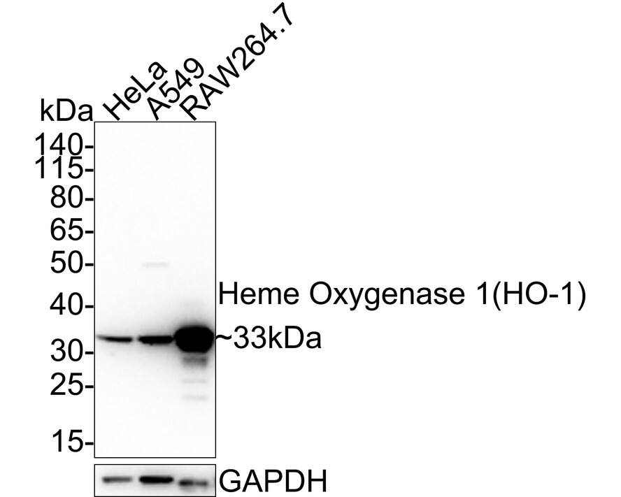 HO-1/HMOX1/HSP32 Antibody (PSH02-76)