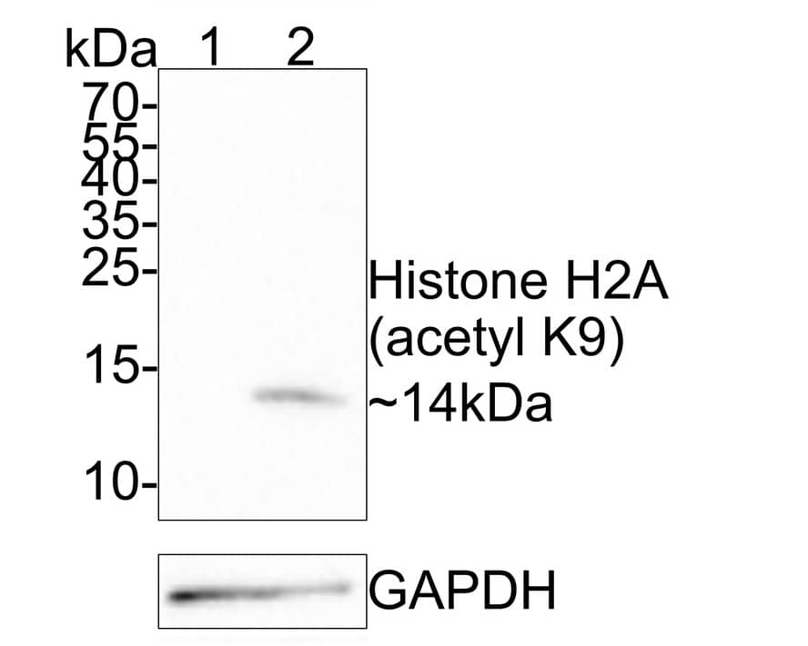 Histone H2a [ac Lys9] Antibody (PS01-45)