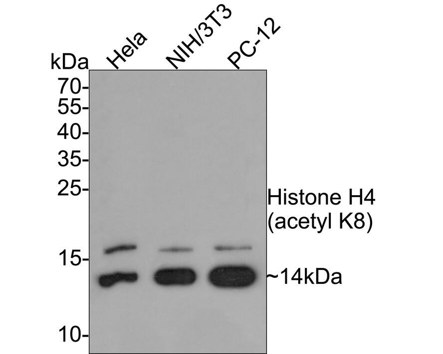 Histone H4 [ac Lys8] Antibody (PS01-25)