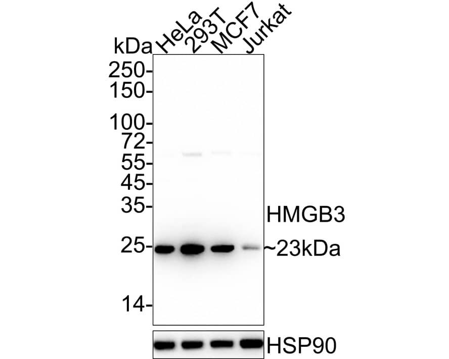 HMGB3/HMG4 Antibody (JE63-39)