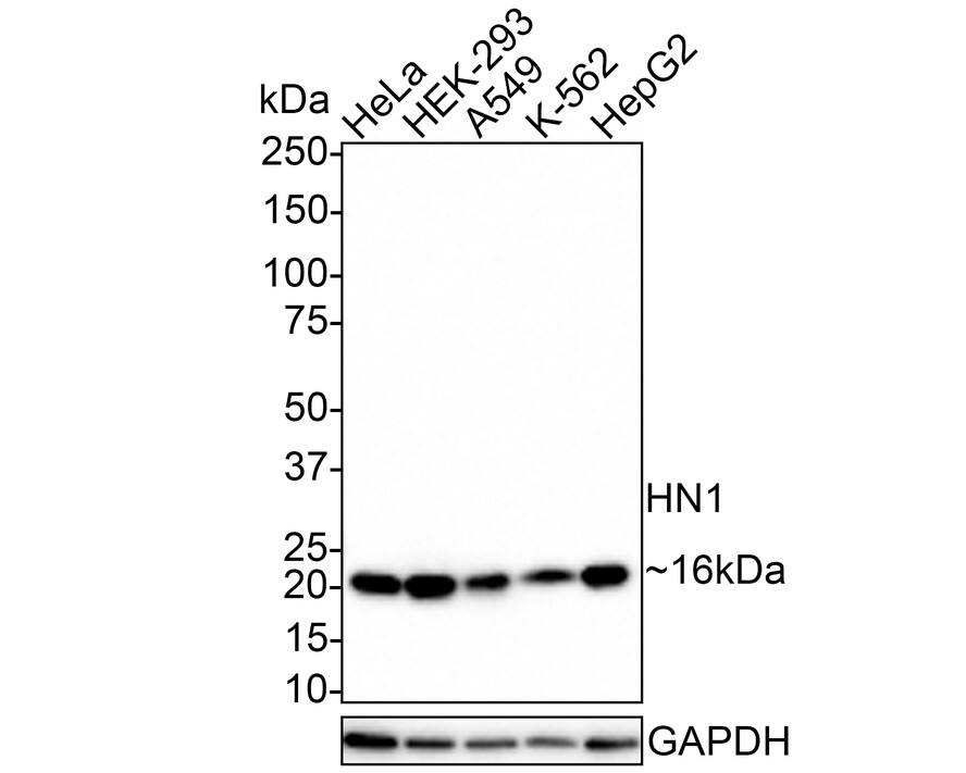 HN1 Antibody (JE55-74)