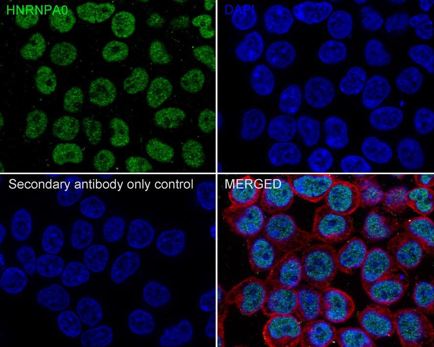 HNRNPA0 Antibody (PSH02-77)