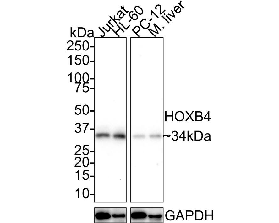 HOXB4 Antibody (JE36-65)