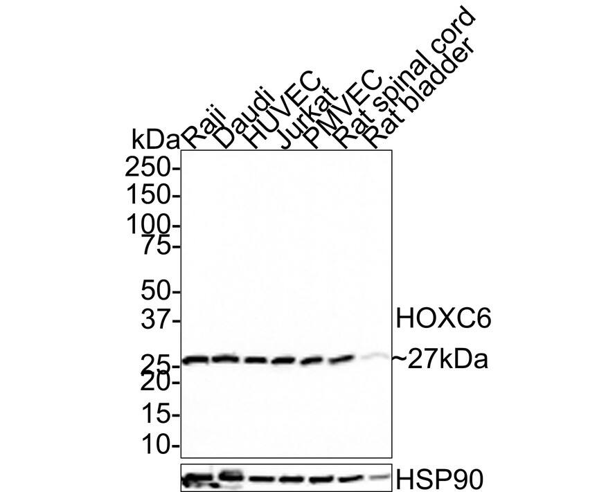 HOXC6 Antibody (JE66-64)