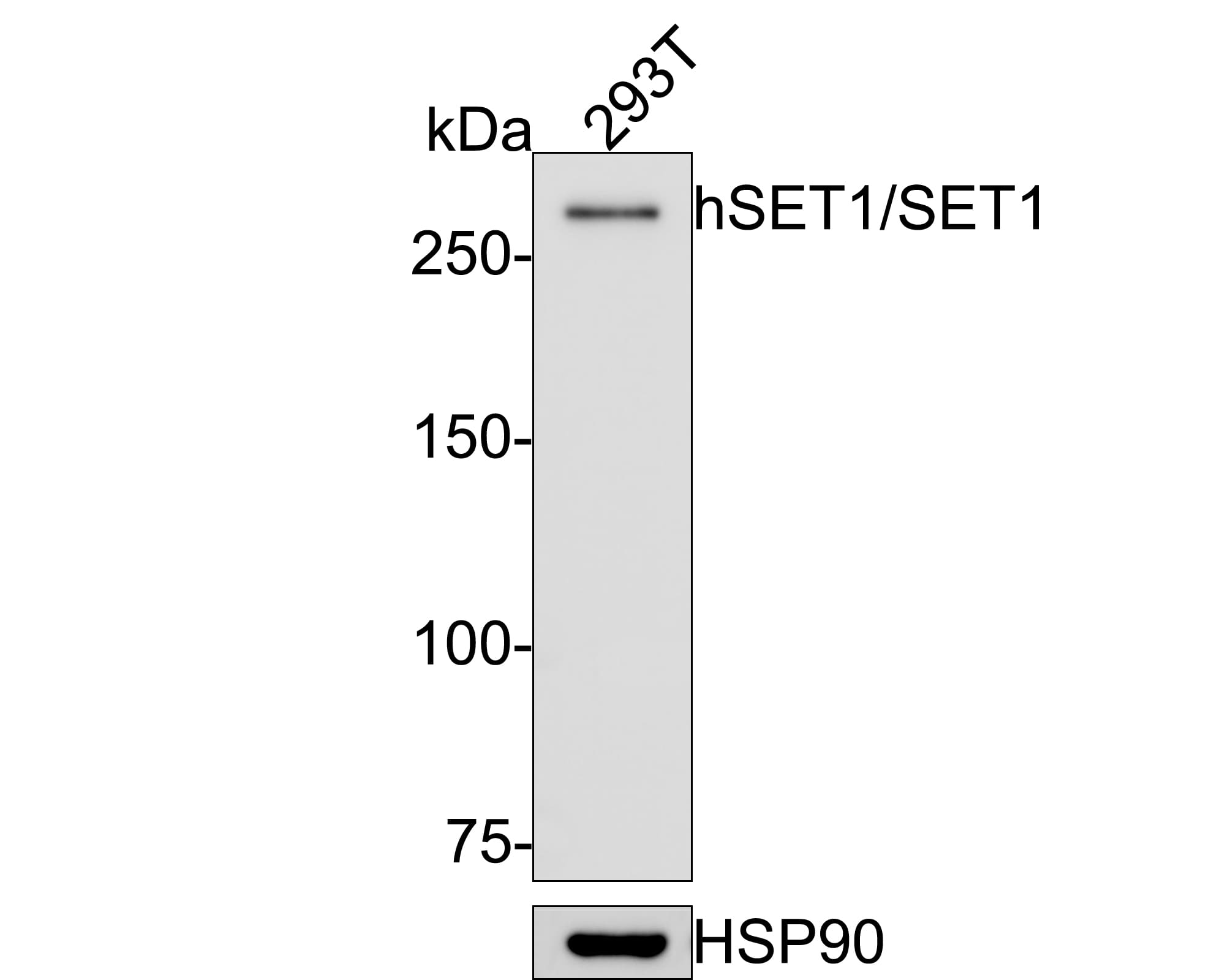 SETD1A Antibody (PH00-02)