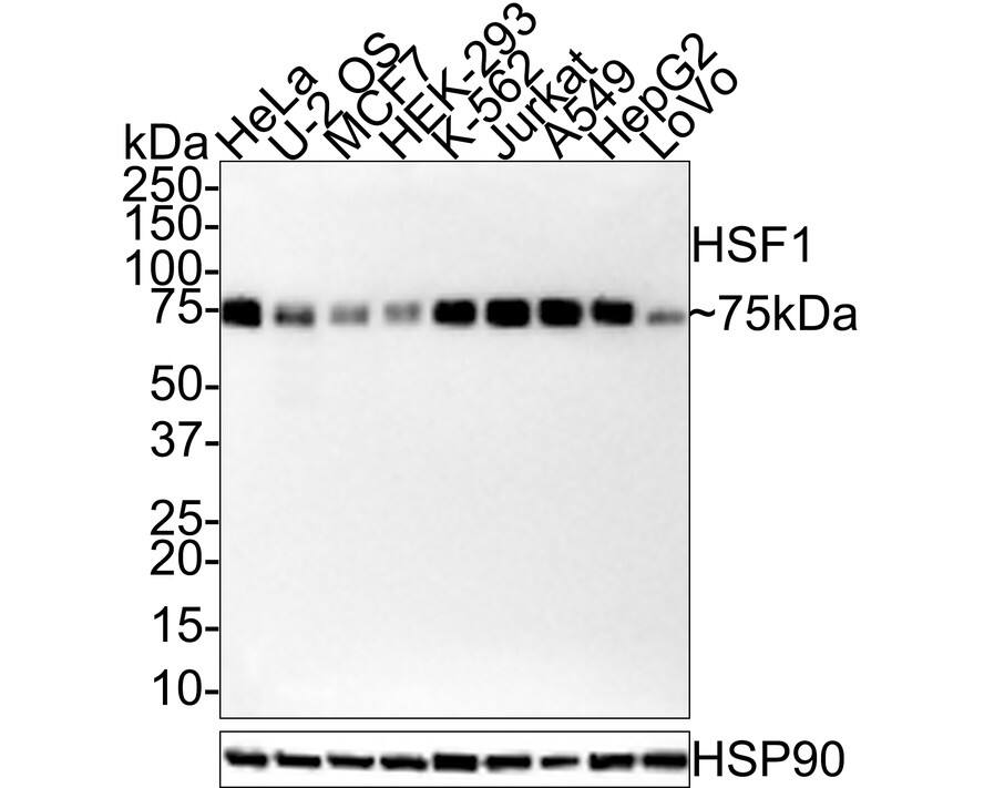 HSF1 Antibody (JE44-79)