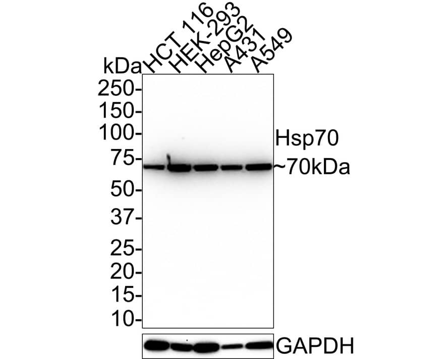 HSP70/HSPA1A Antibody (PD01-65)