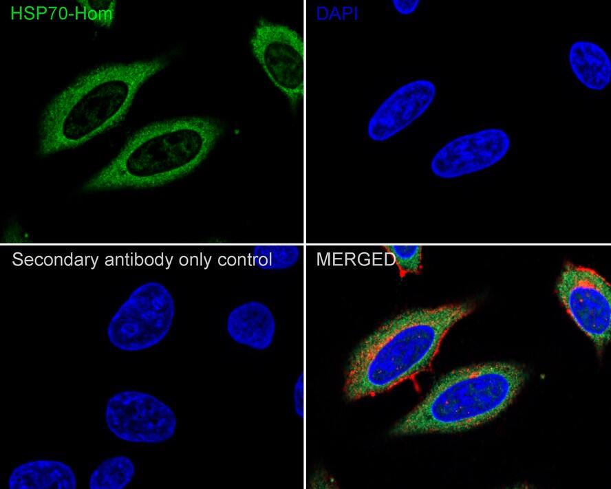 HspA1L Antibody (7D3-R)