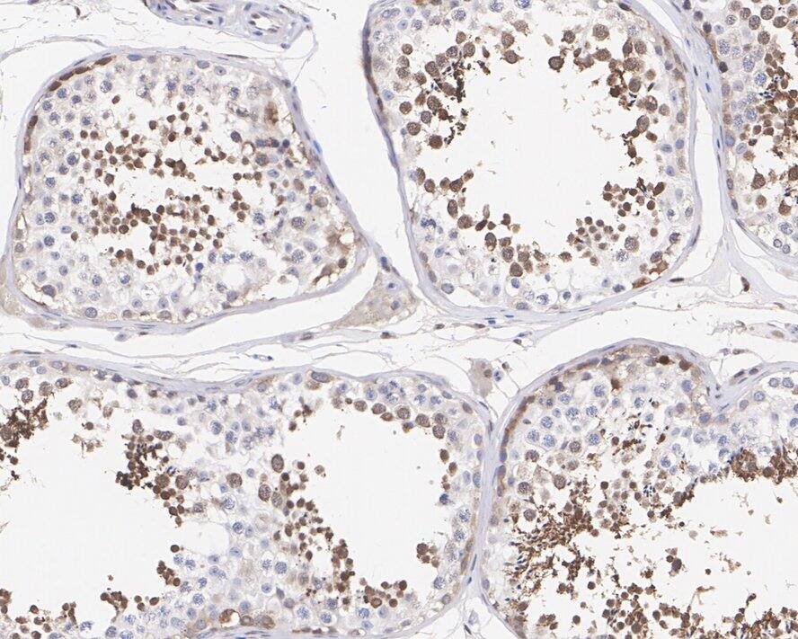 HspA1L Antibody (7D3-R)
