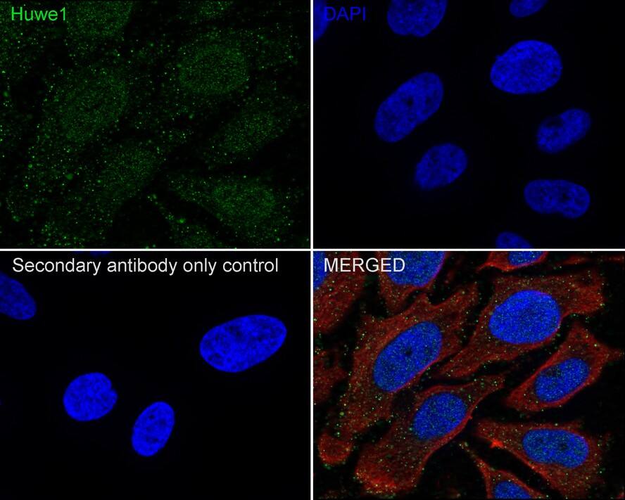 HUWE1 Antibody (PSH02-38)