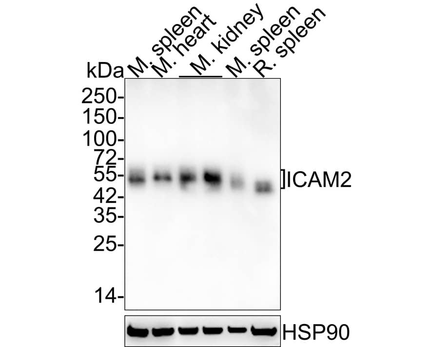 ICAM-2/CD102 Antibody (JE63-28)