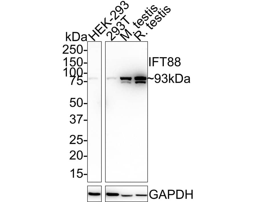 IFT88 Antibody (JE64-77) Western Blot: IFT88 Antibody (JE64-77) [NBP3-32459]
