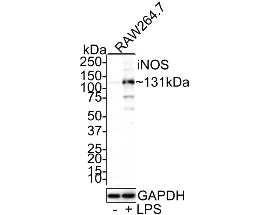 iNOS Antibody (JE59-61)