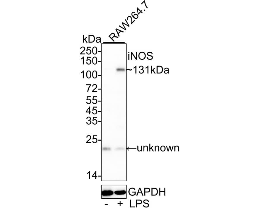 iNOS Antibody (PSH03-69)