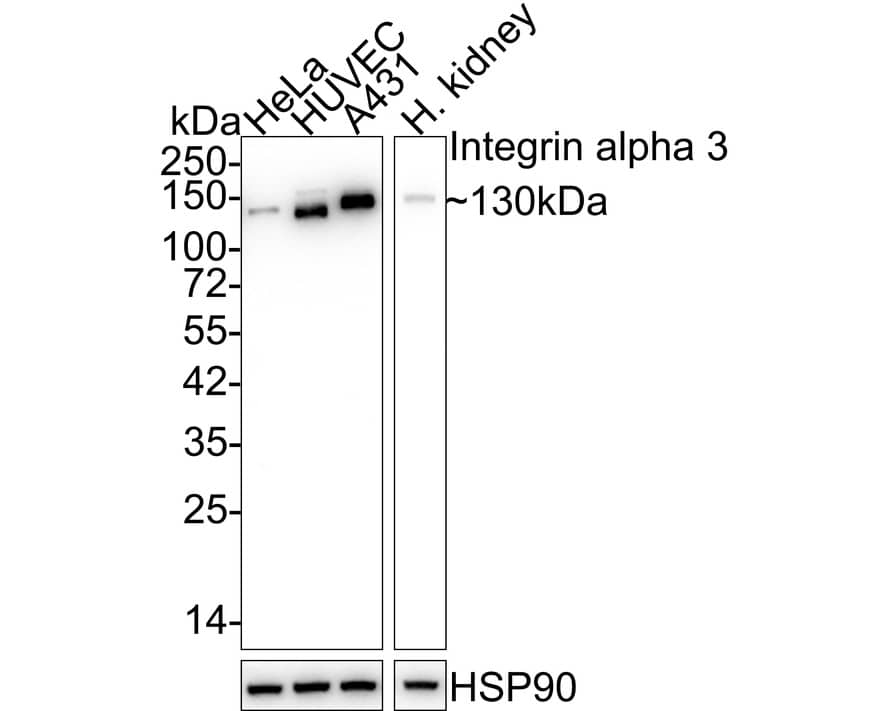 Integrin alpha 3/CD49c Antibody (A7H2)