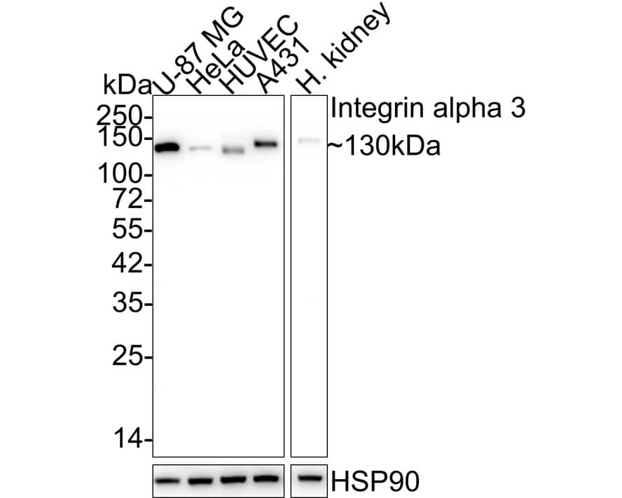 Integrin alpha 3/CD49c Antibody (A7H2-R)