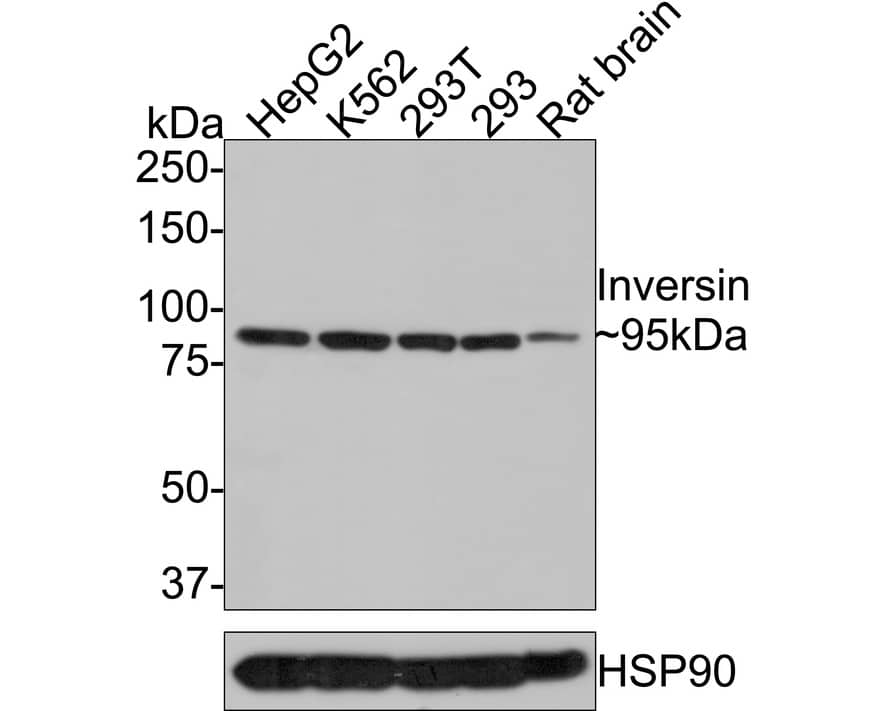 Inversin Antibody