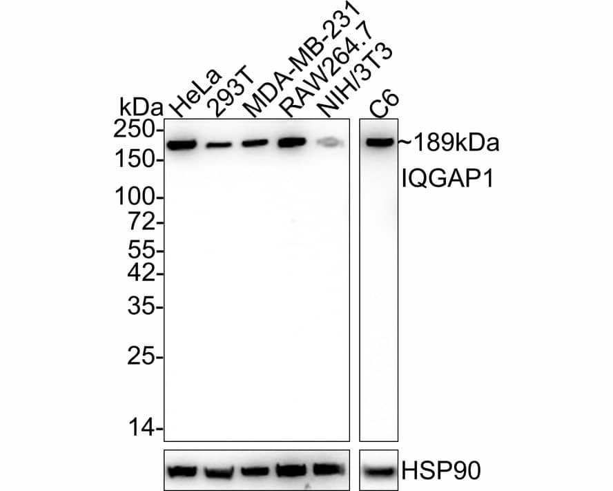 IQGAP1 Antibody (JE50-66)