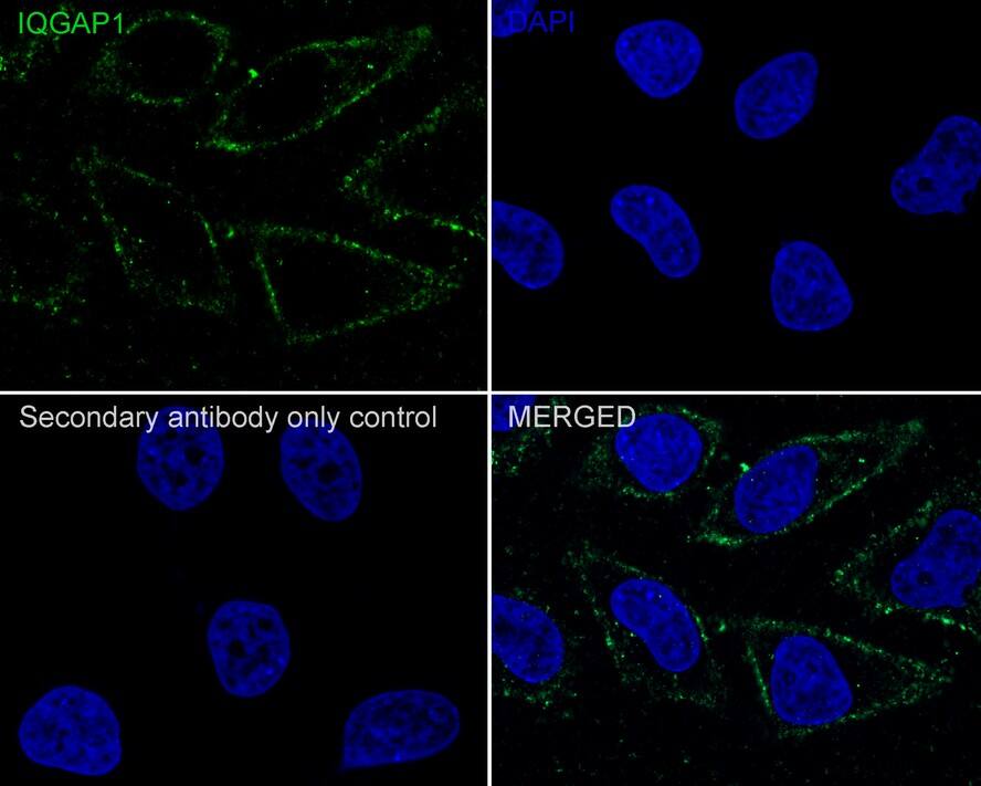 IQGAP1 Antibody (JE50-66)