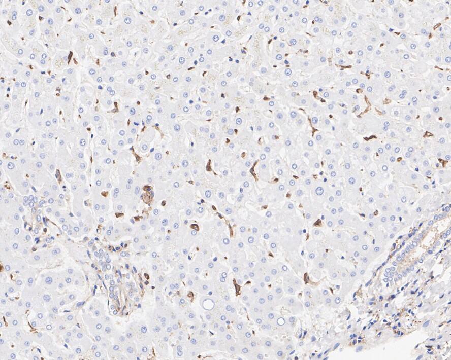 IQGAP1 Antibody (JE50-66)
