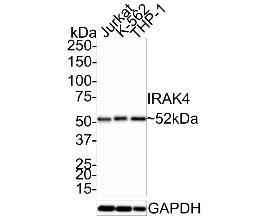 IRAK4 Antibody (JE41-77)