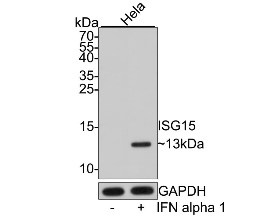 ISG15/UCRP Antibody (JE32-27)