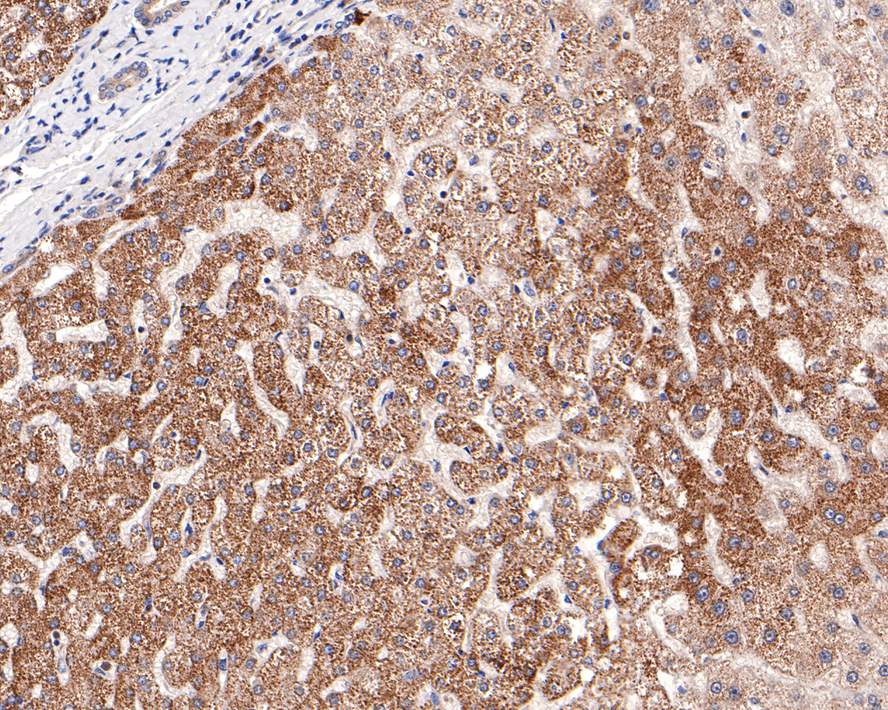 ITPK1 Antibody (JE64-35)