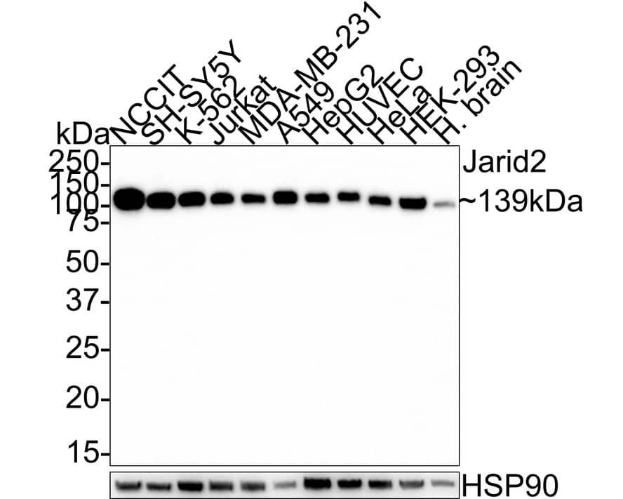 Jumonji/JARID2 Antibody (PSH01-32)