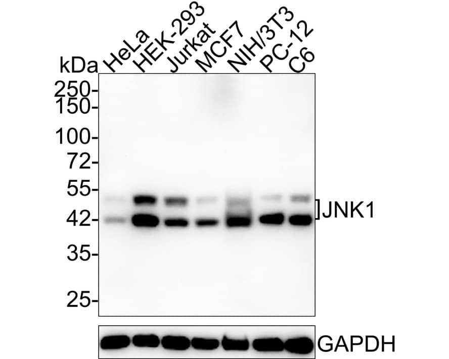 JNK1 Antibody (JE63-04)