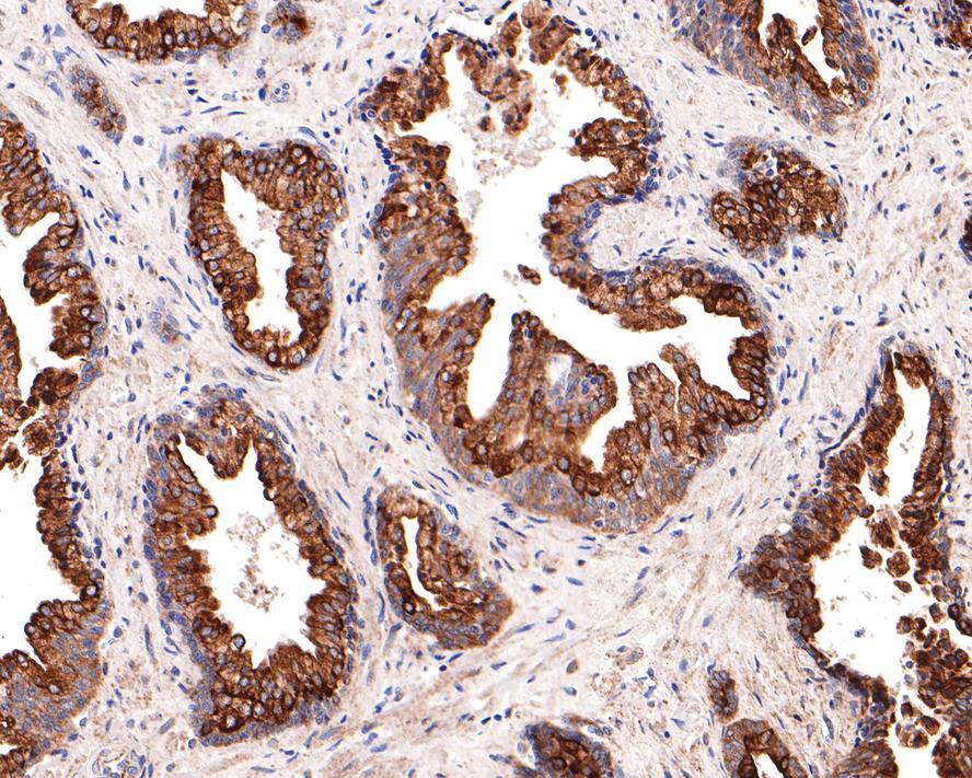 KCTD9 Antibody (JE64-67)