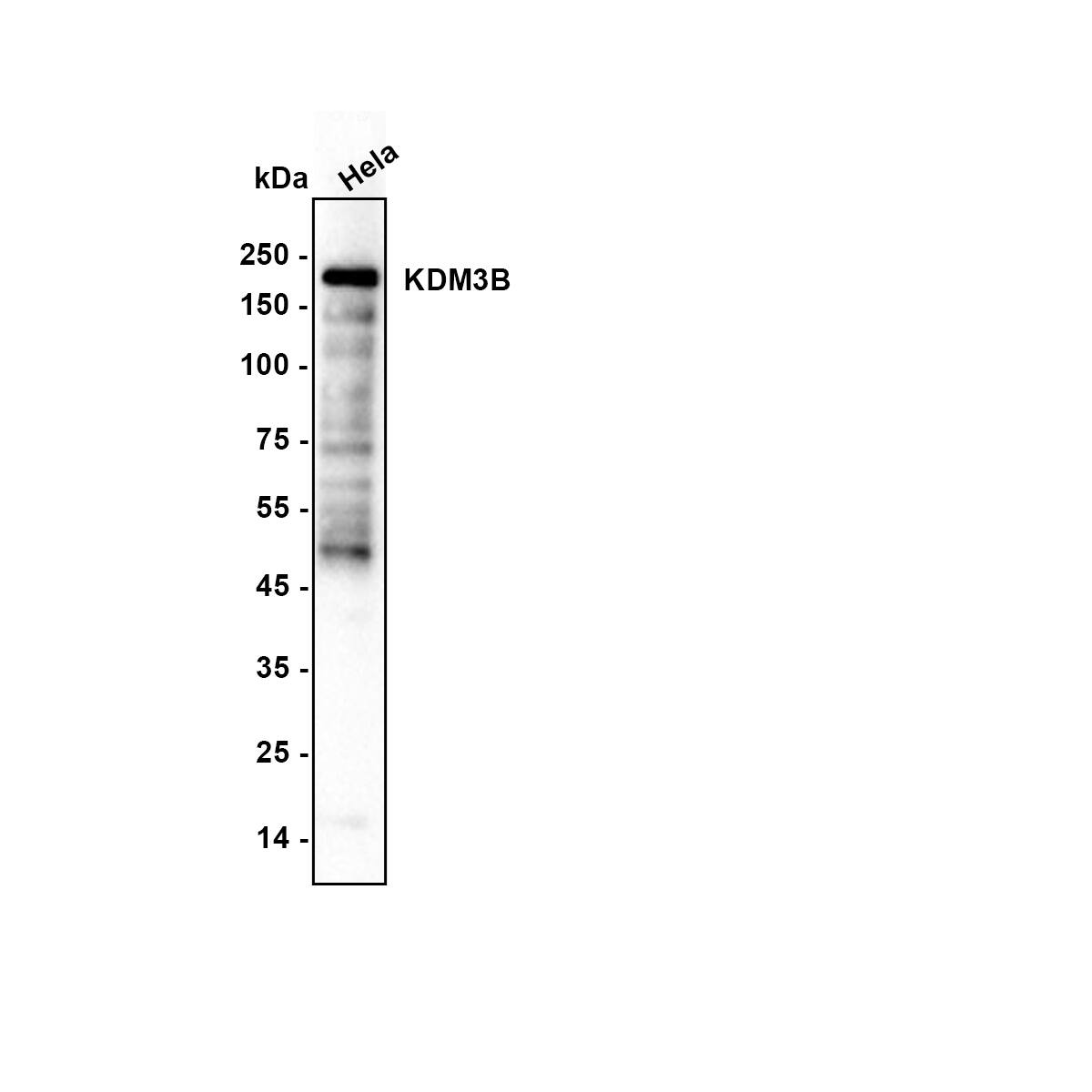 JMJD1B Antibody (1A8) Western Blot: JMJD1B Antibody (1A8) [NBP3-32491]