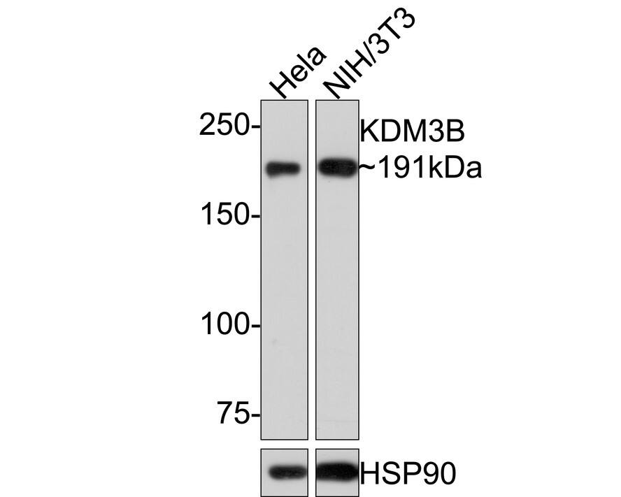 JMJD1B Antibody (1A8)