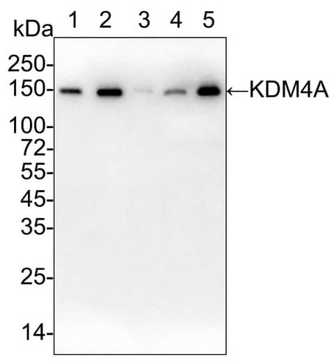 Lysine (K)-specific Demethylase 4A/KDM4A/JMJD2A Antibody (PSH03-67)