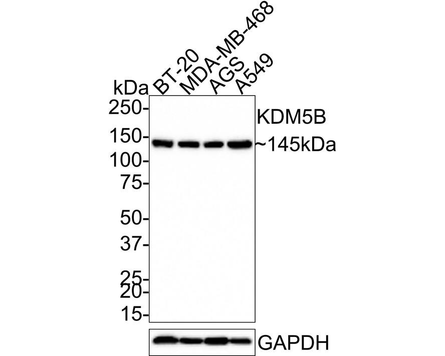 Lysine (K)-specific Demethylase 5B/KDM5B/JARID1B Antibody (PSH03-97) Western Blot: Lysine (K)-specific Demethylase 5B/KDM5B/JARID1B Antibody (PSH03-97) [NBP3-32495]