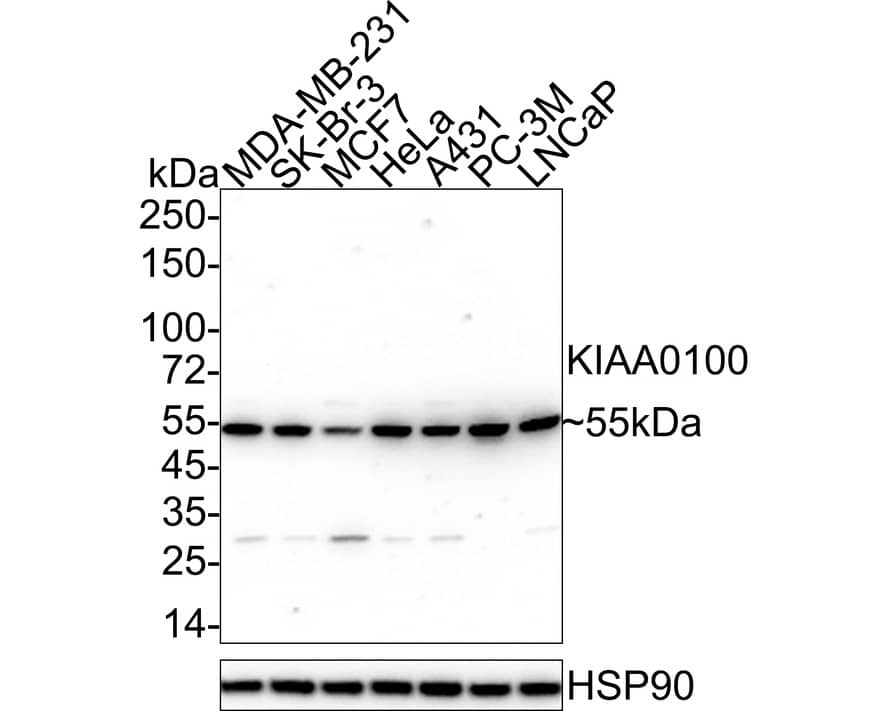 K0100 Antibody (A0-F3-R)