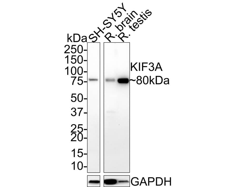 KIF3A Antibody (JE31-39)