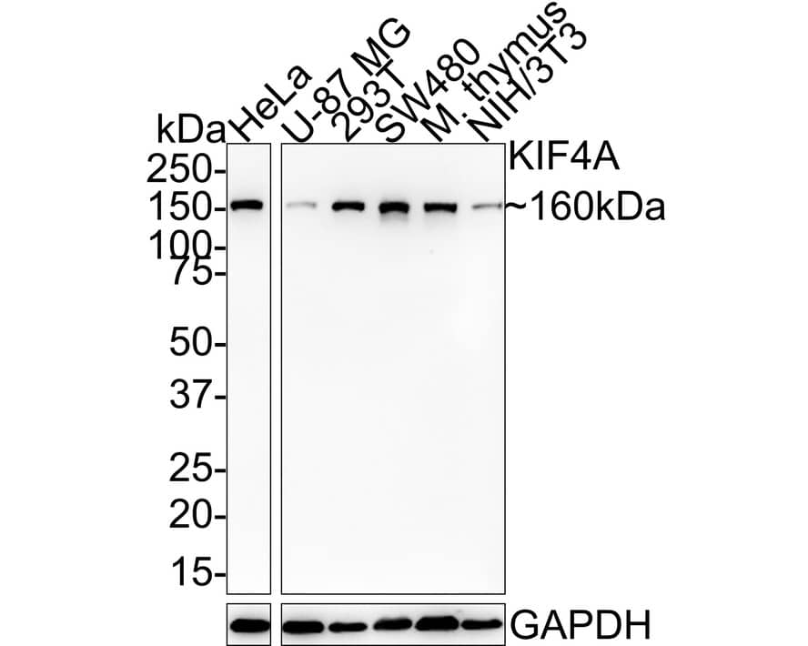 Kif4A Antibody (JE38-91)