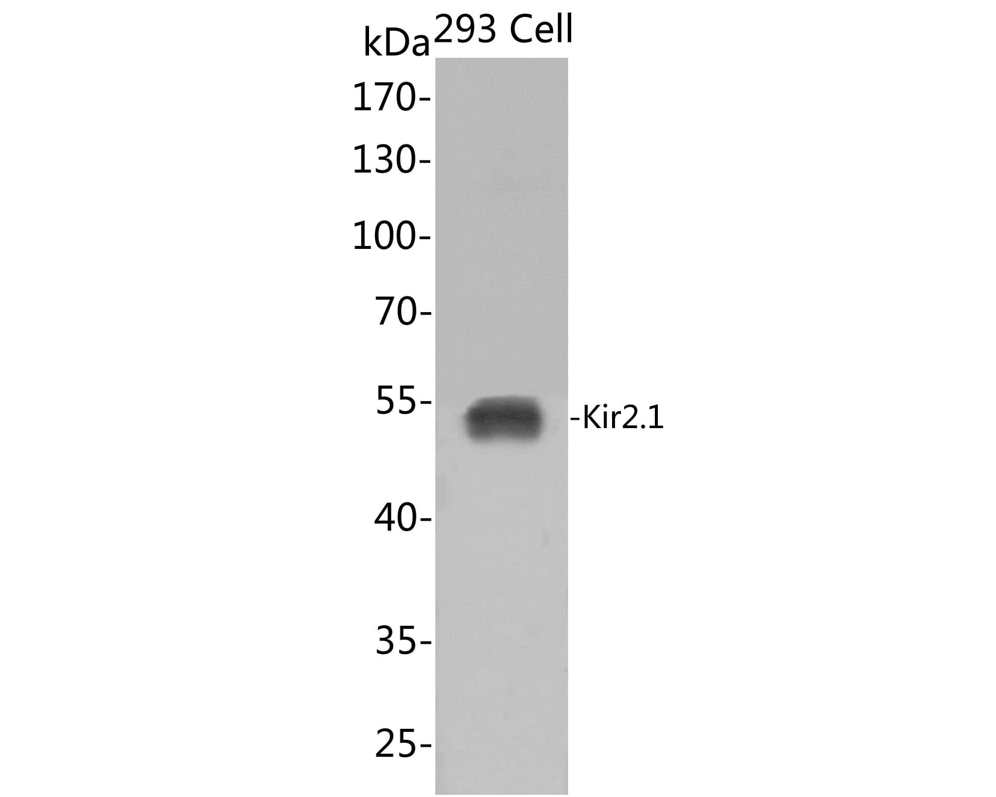 Kir2.1 Antibody (JE54-56)