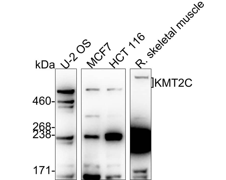 MLL3 Antibody (PSH02-11)