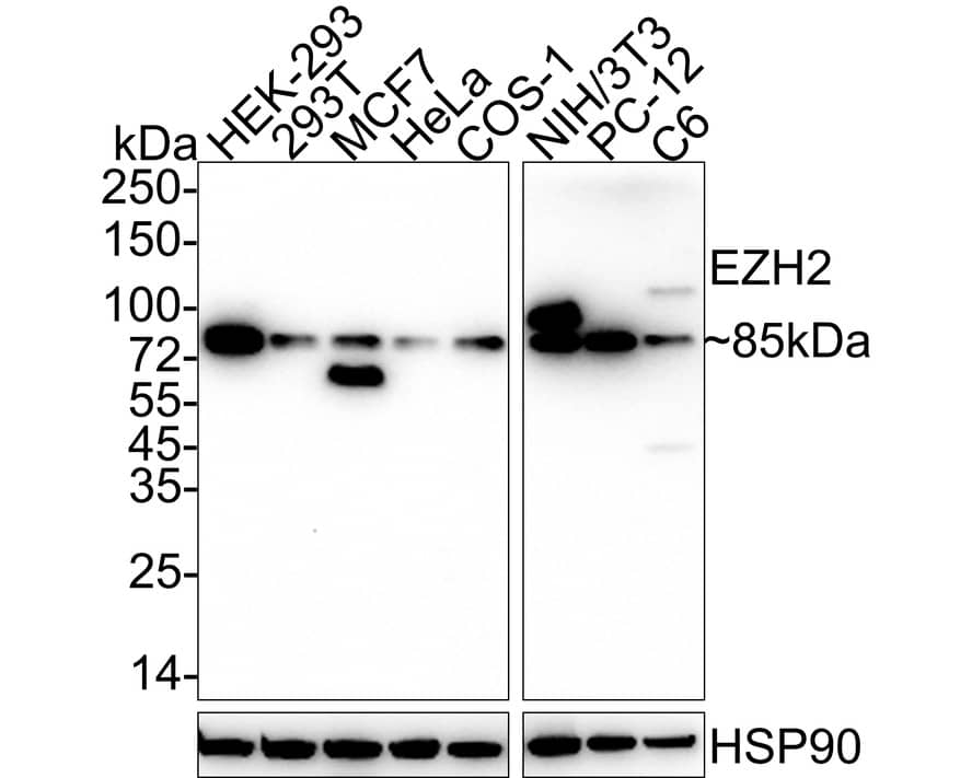 EZH2/KMT6 Antibody (PSH04-14)