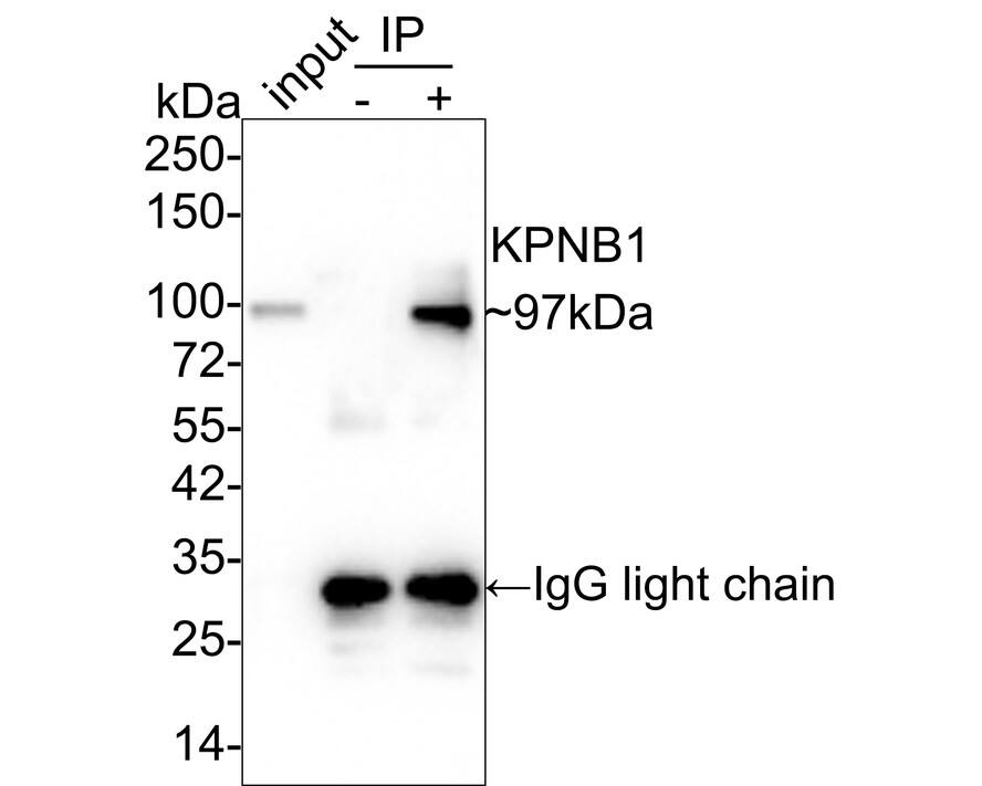 Importin beta/KPNB1 Antibody (PSH01-59)