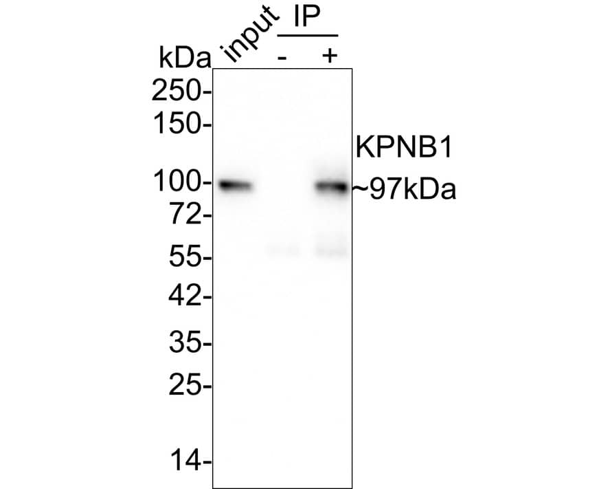 Importin beta/KPNB1 Antibody (PSH01-60)