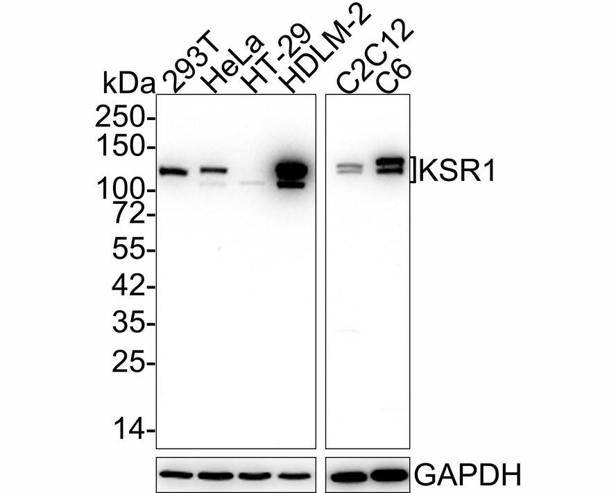 KSR1 Antibody (JE57-75)