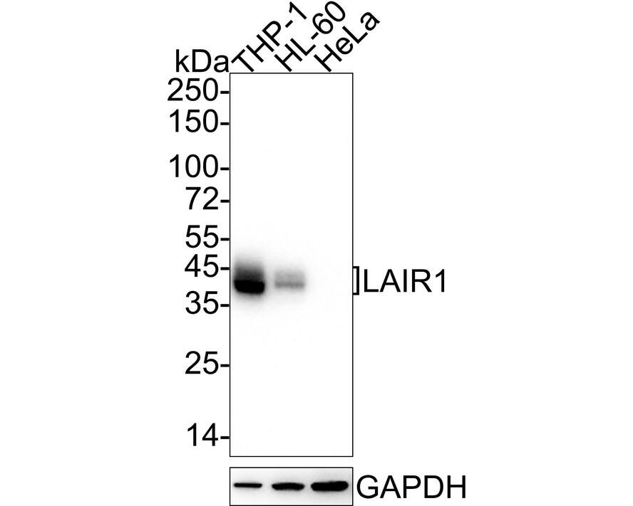 LAIR1 Antibody (PSH04-50)