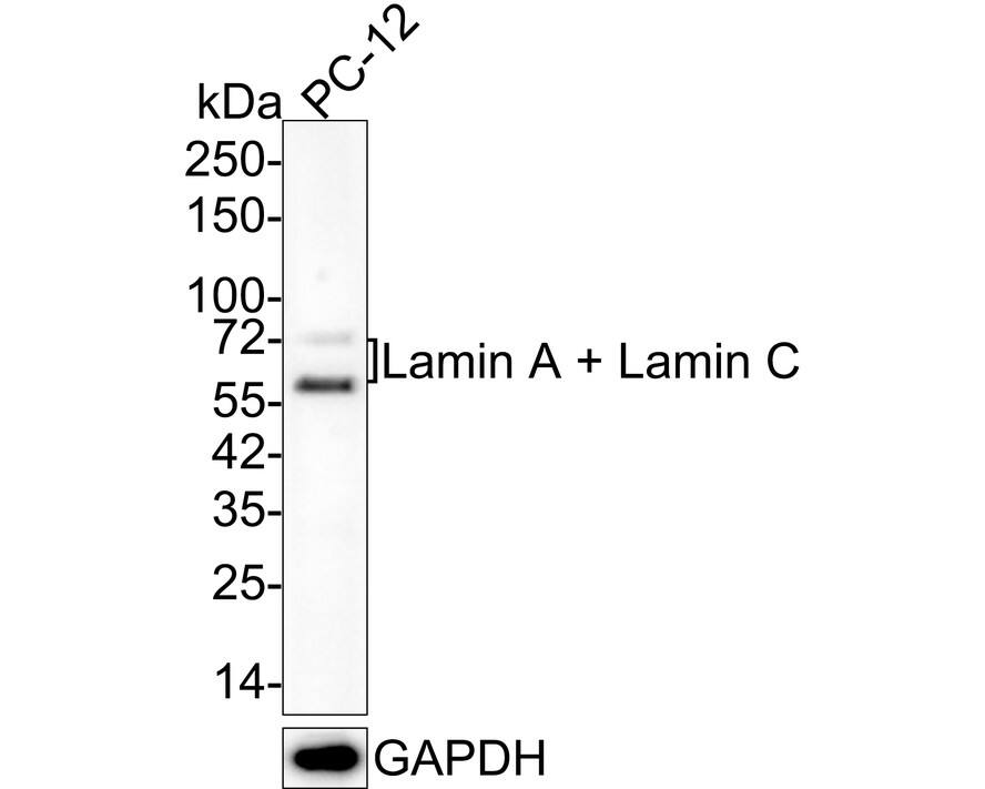 Lamin A + C Antibody (A6F5-R) Western Blot: Lamin A + C Antibody (A6F5-R) [NBP3-32518]