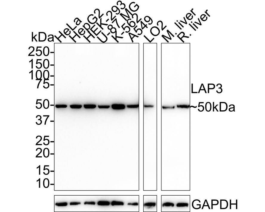 LAP3 Antibody (PSH01-34)