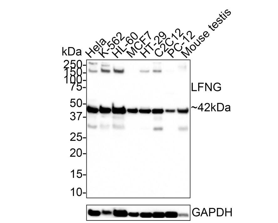 Lunatic Fringe Antibody (JE66-62)