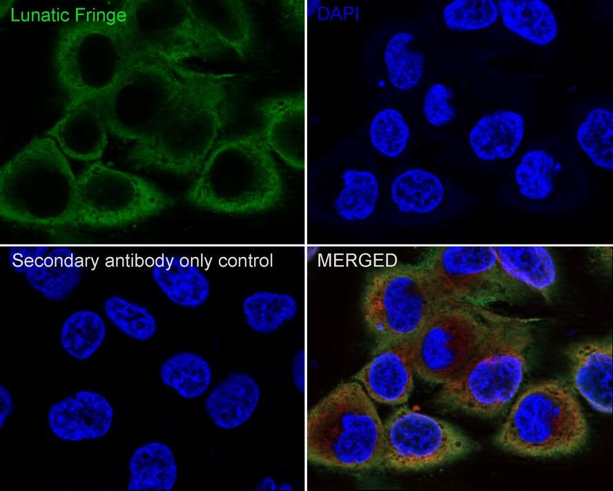 Lunatic Fringe Antibody (JE66-62)